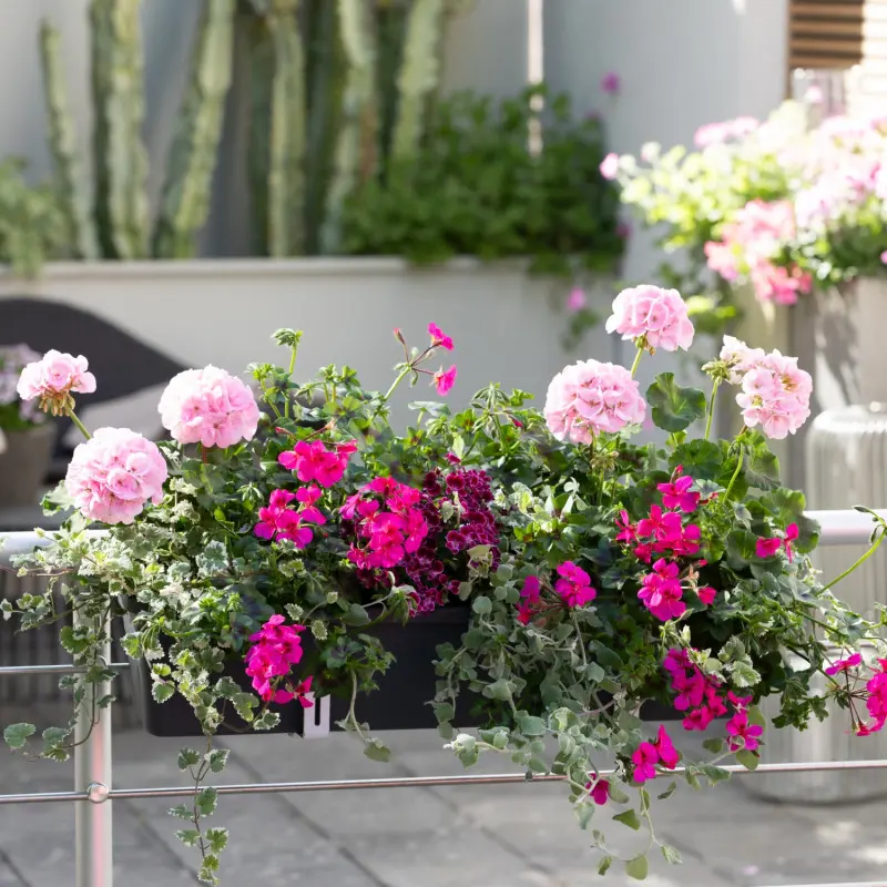 Pelargonie