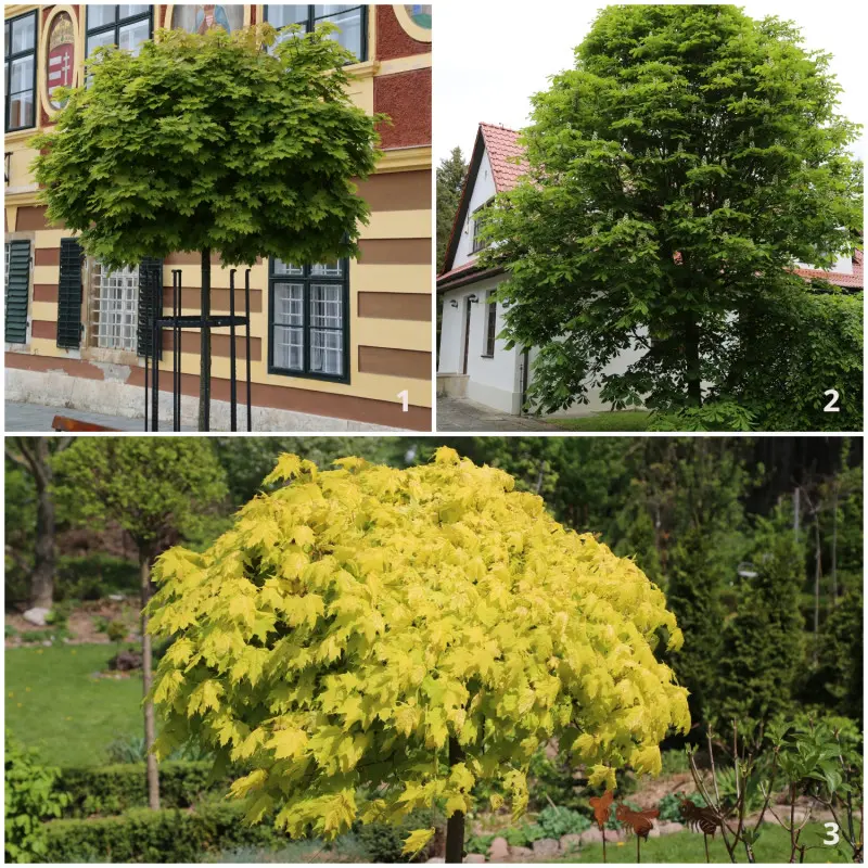 Klon pospolity
‘Globosum’, kasztanowiec biały ‘Umbraculifera’ i klon pospolity ‘Golden Globe’