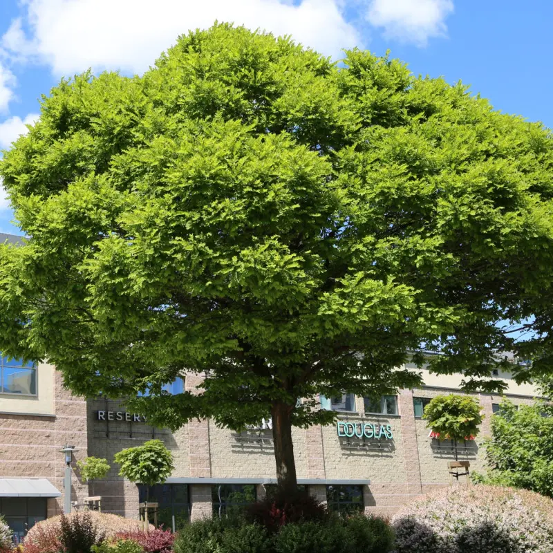 Robinia akacjowa ‘Umbraculifera’