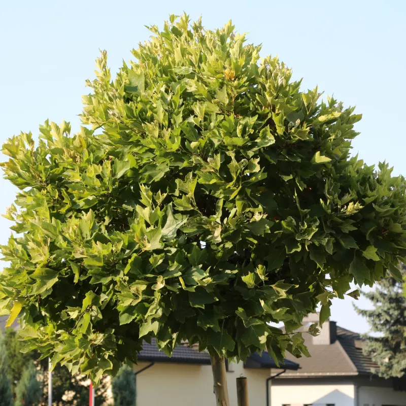 Platan klonolistny ‘Alphen’s Globe’
