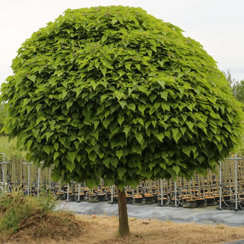 Surmia bignoniowa ‘Nana’