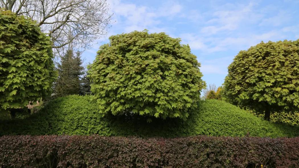 Drzewa o kulistych koronach. Klony pospolite 'Globosum'