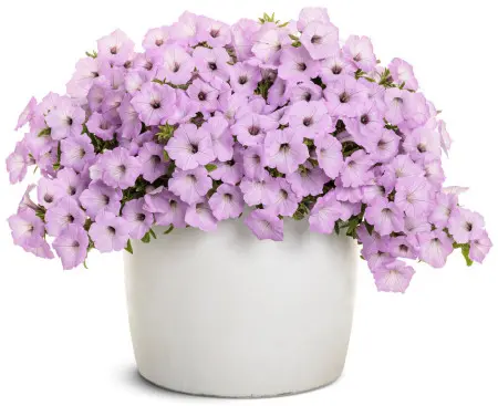 Supertunia® VISTA®