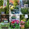Ogławianie pelargonii. Jak i po co usuwać stare kwiaty? I dlaczego warto to robić regularnie