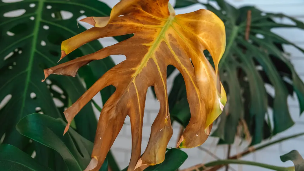 Monstera żółknie po podlaniu To może być znak, że ma za mokro, a nie za sucho
