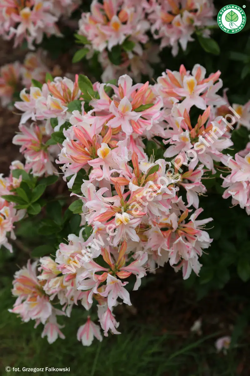 Azalia ‘Irene Koster’