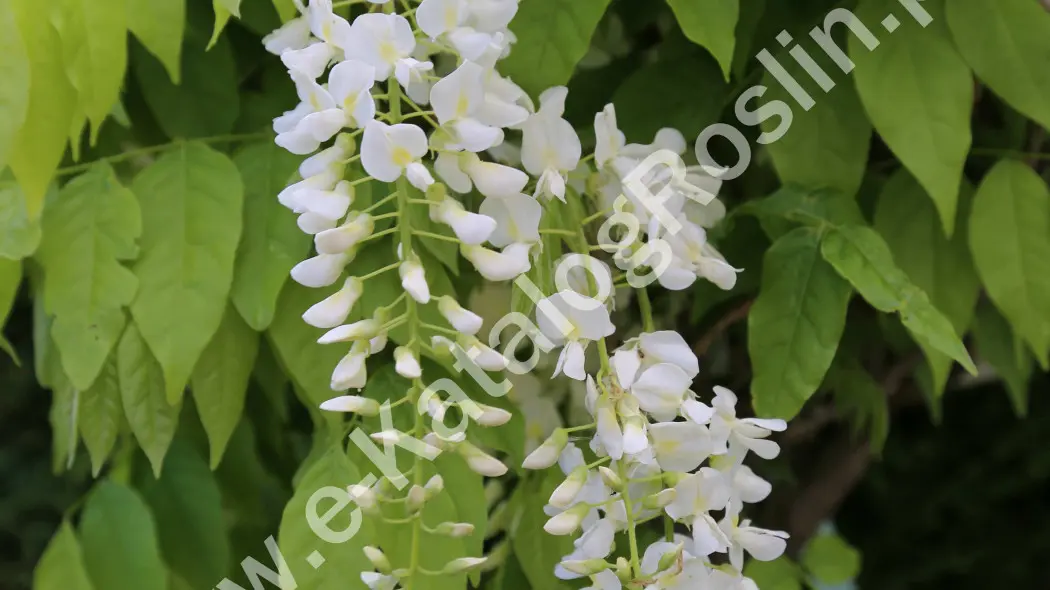 Glicynia (Wisteria) chińska ‘Alba’. Pnącze do ogrodu. Kiść białych kwiatów w maju na tle jasnozielonych liści.