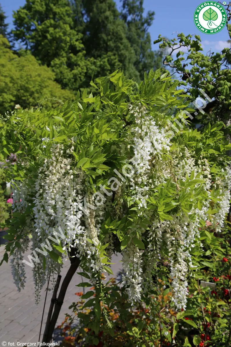 Glicynia chińska ‘Alba’