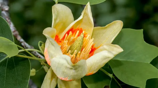 Tulipany na drzewie? Tak, jeśli posadzisz tego kuzyna magnolii