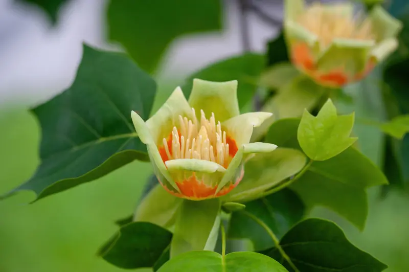 Kwiaty tulipanowca amerykańskiego