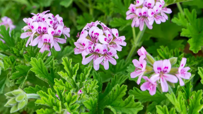 Pelargonia pachnąca - roślina na komary i meszki