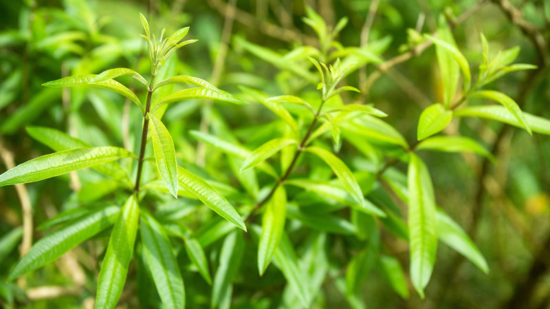 Werbena cytrynowa - roślina na komary i meszki