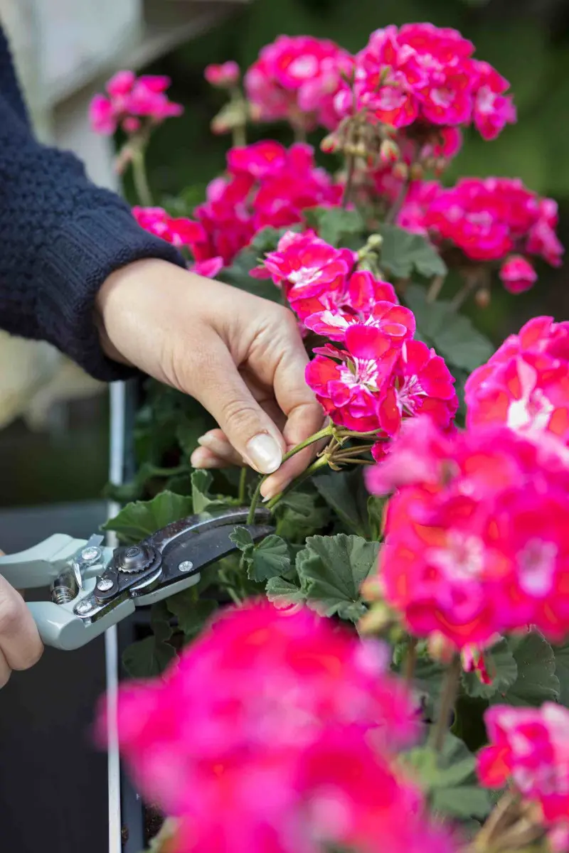 Ogławianie pelargonii sekatorem pobudza roślinę do dalszego kwitnienia