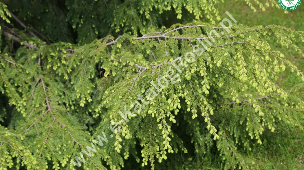 Choina kanadyjska (Tsuga canadensis). Zielone gałęzie drzewa iglastego w ogrodzie.