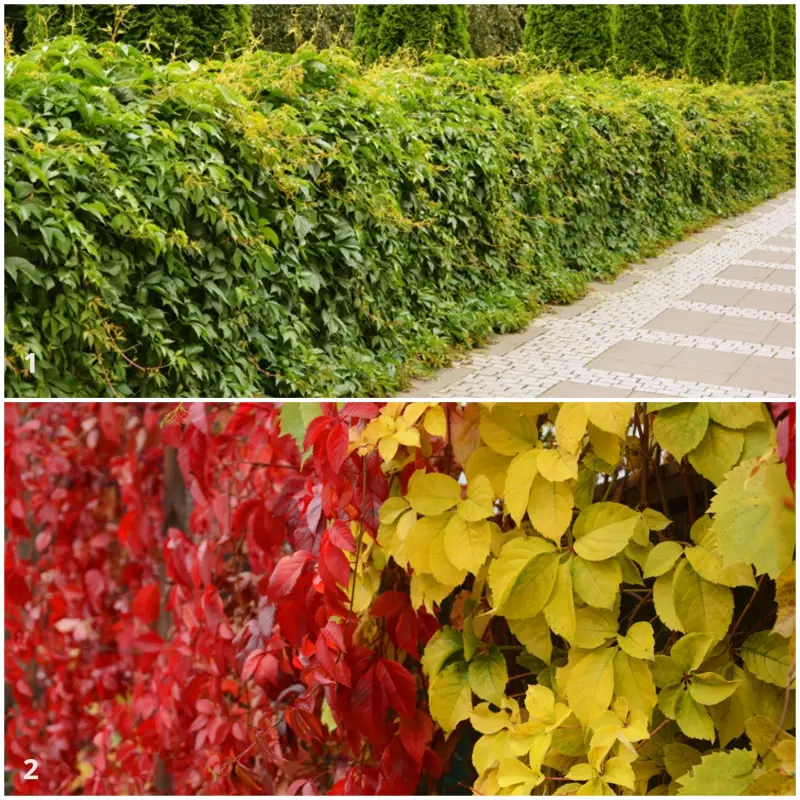 Winobluszcz pięciolistkowy i jego odmiana Yellow Wall REDWALL Troki