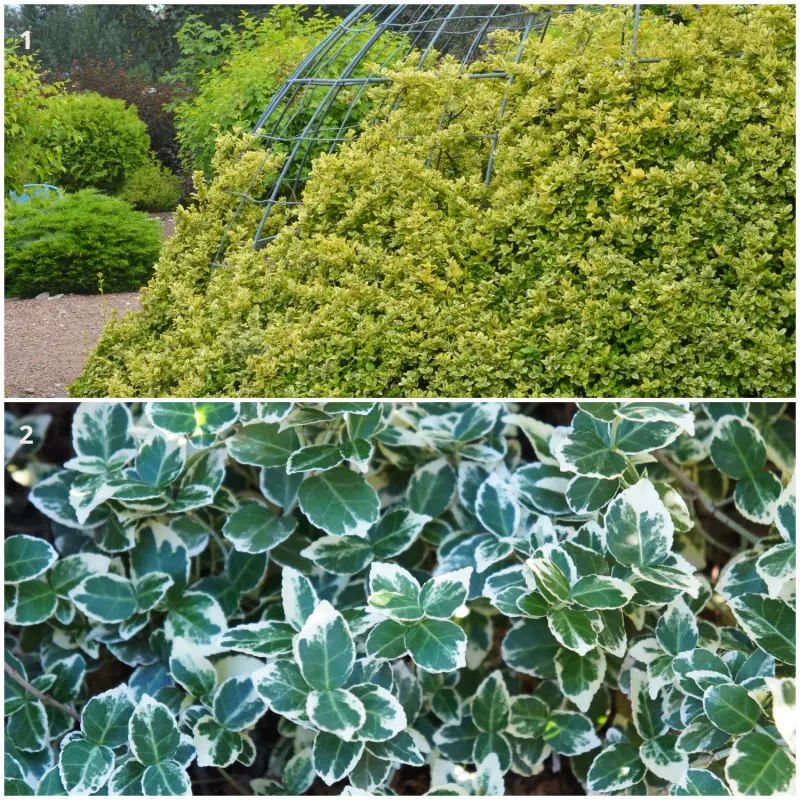 Trzmielina Fortune’a
‘Emerald’n’Gold’ i ‘Emerald Gaiety’