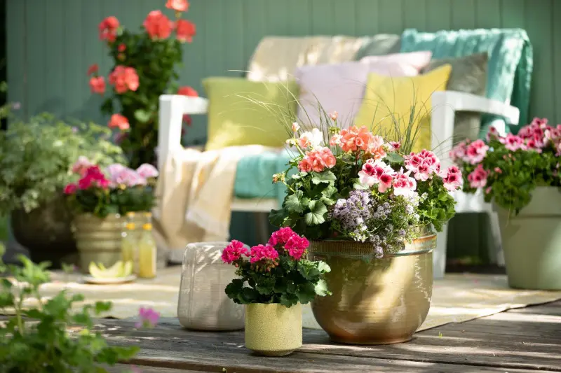 Kochamy pelargonie