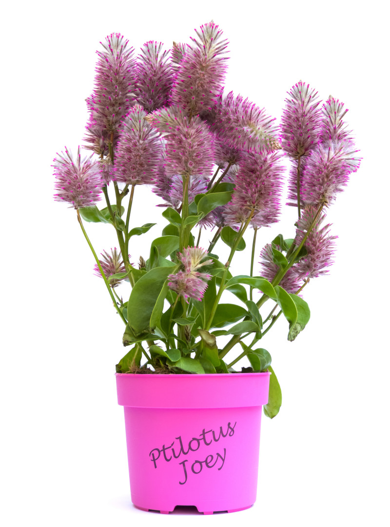 Ptilotus ‘Joey’
