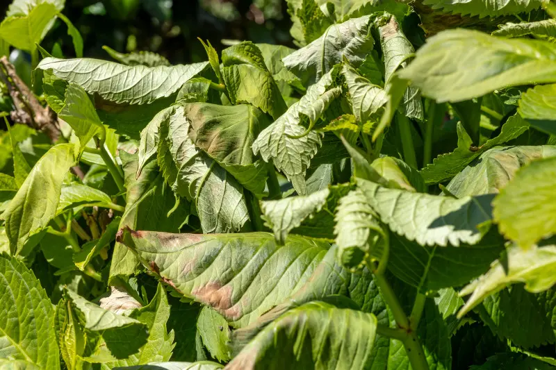 Hortensje cierpią podczas fali gorąca. Tak odróżnisz stres cieplny od suszy