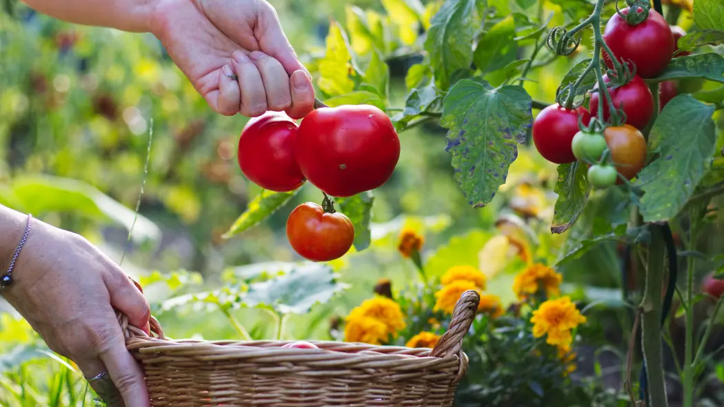 Zrób to przy pomidorach jeszcze w czerwcu. Owoców będzie więcej i będą większe