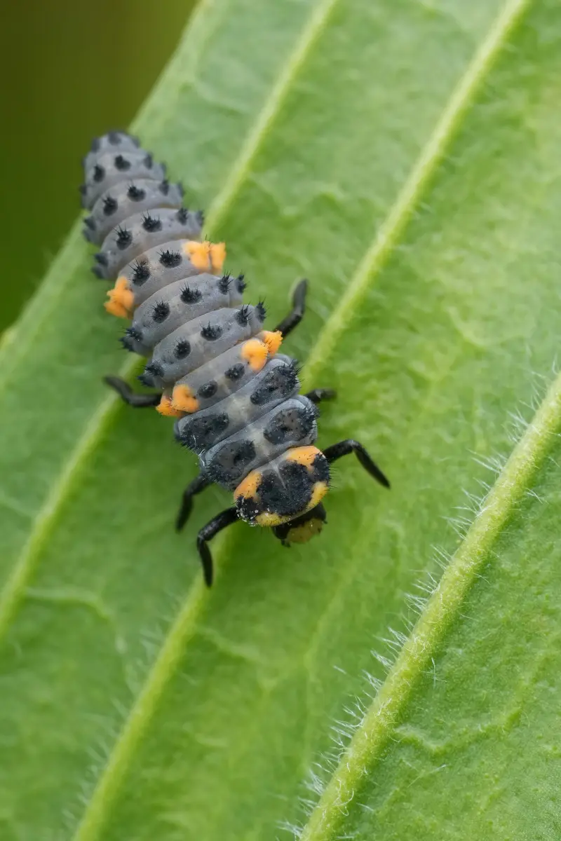 Larwa biedronki