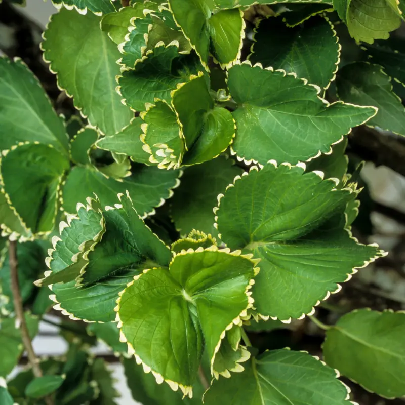 Pokrzywiec Wilkesa 'Hofmanii'