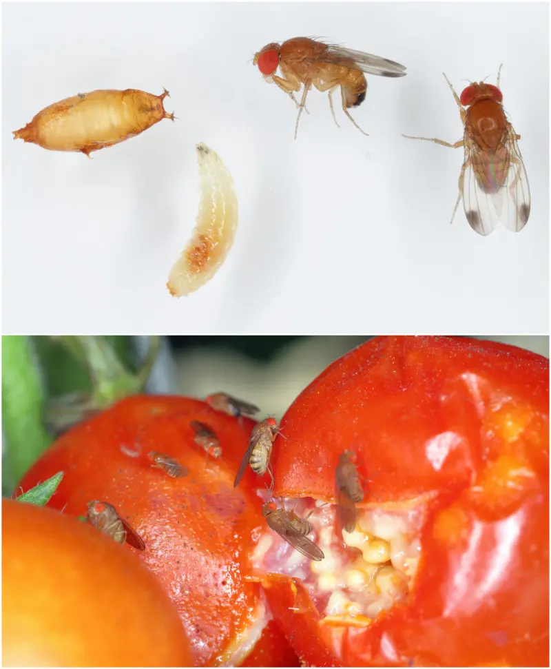 Muszka plamoskrzydła (Drosophila suzukii) - wygląd owadów dorosłych i larw
