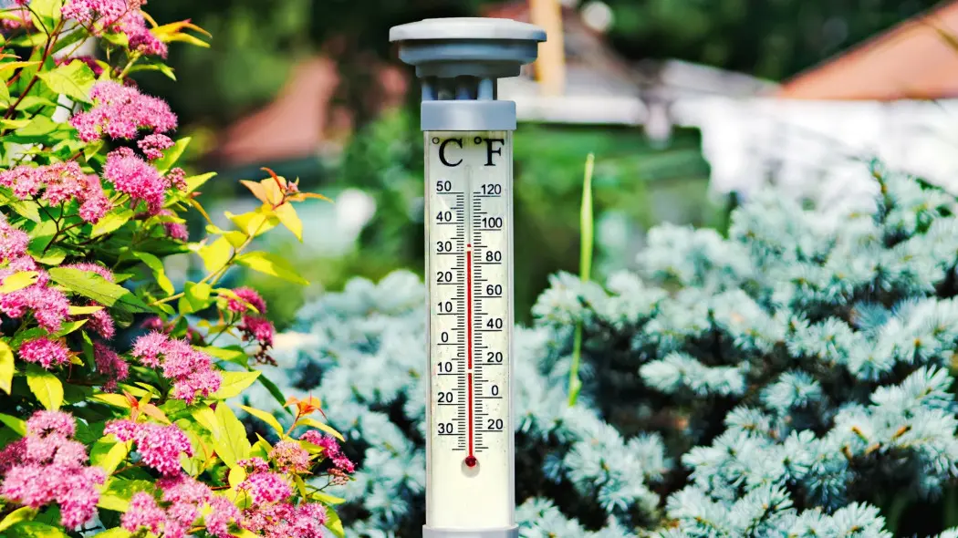 Temperatura przekracza 30°C Tak ochronisz rośliny przed suszą i przegrzaniem