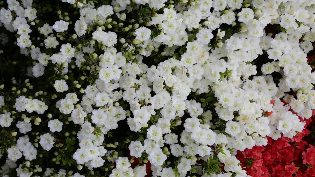 Azalia (Rhododendron) SCHNEEPERLE ‘Hachschnee’. Krzew kwitnący na biało w ogrodzie