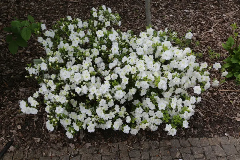 Azalia SCHNEEPERLE ‘Hachschnee’