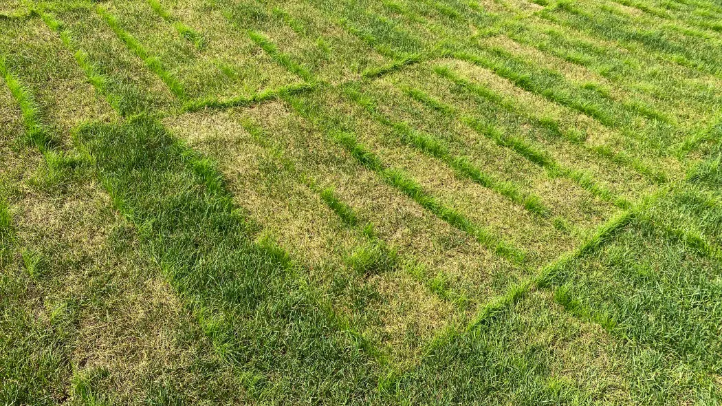 Trawnik z rolki od razu wygląda dobrze, ale błędy po ułożeniu widać szybko