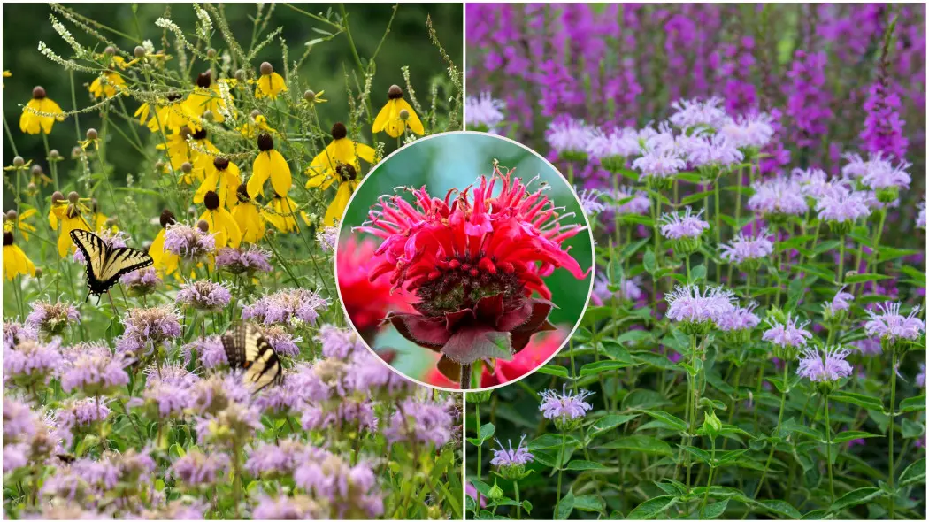 Pysznogłówka (Monarda) w ogrodzie i na rabatach. Różowa i czerwona, z motylami na rabacie naturalistycznej