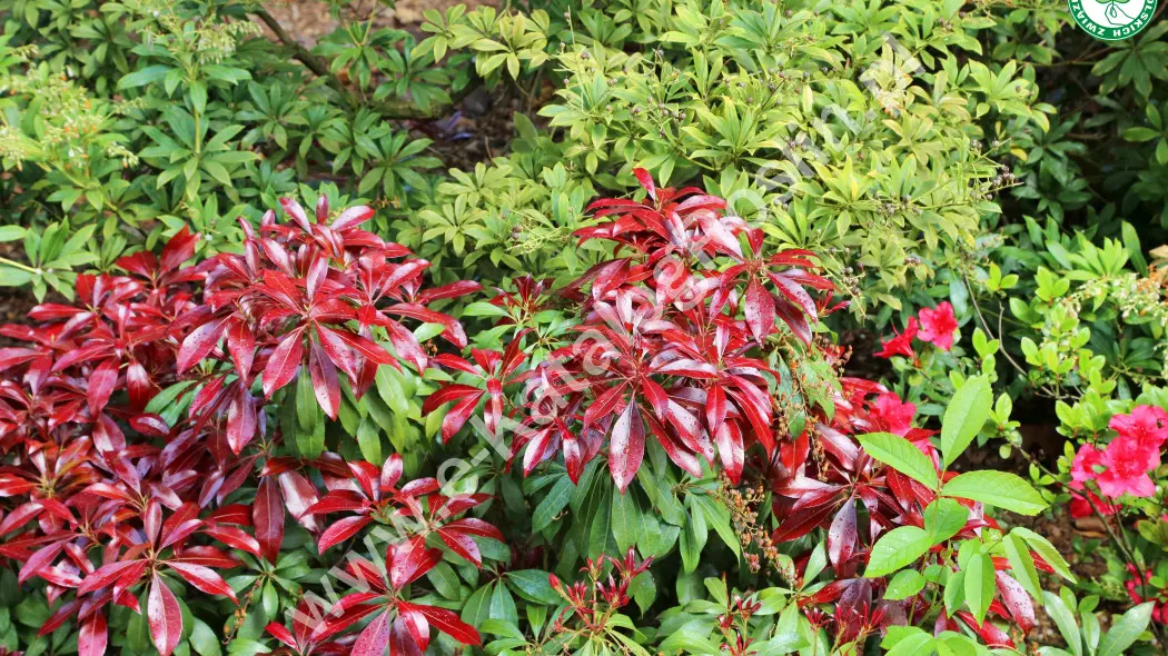 Pieris japoński (Pieris japonica) ‘Katsura’. Zimozielony krzew i zielonych i purpurowych liściach w ogrodzie
