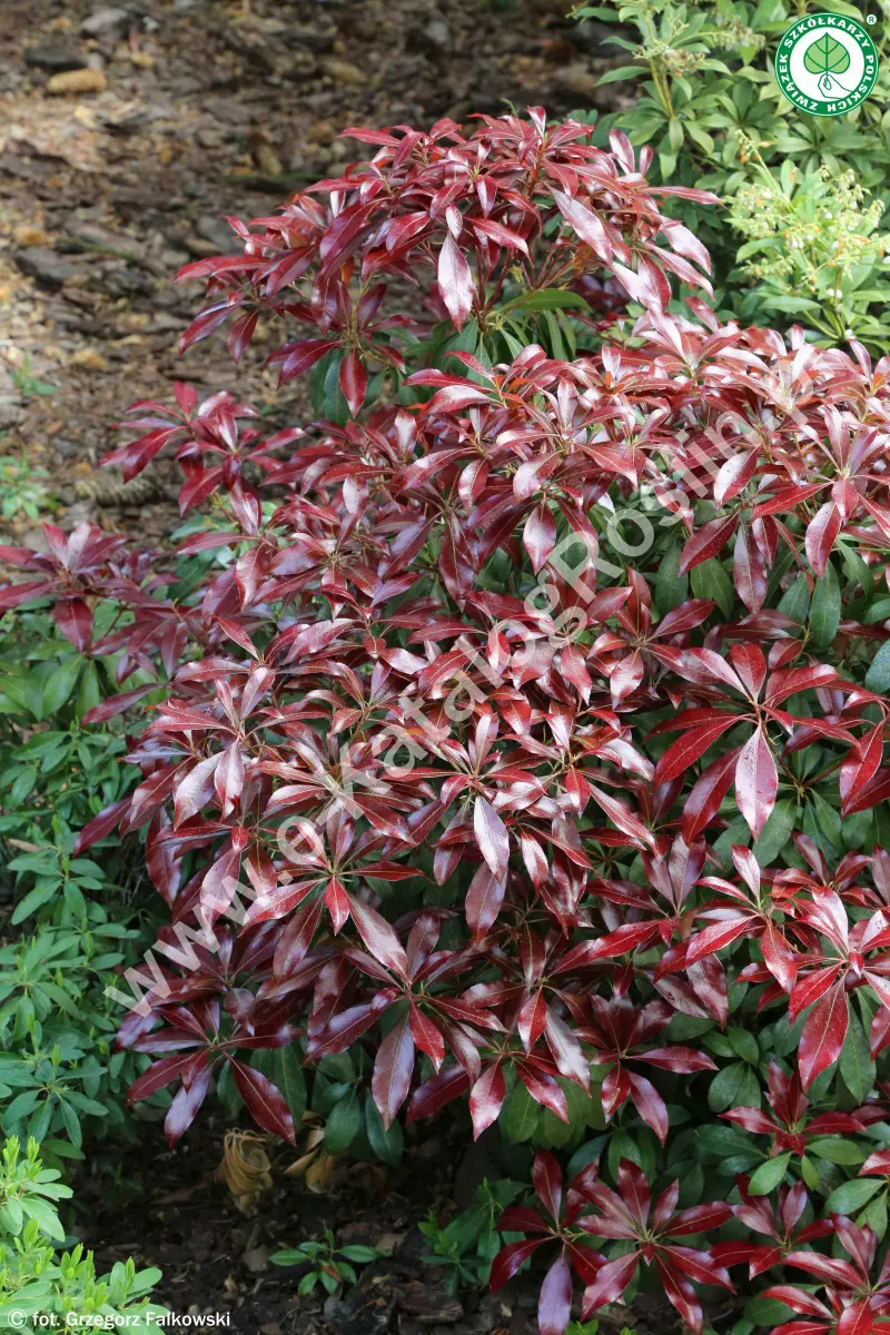 Pieris japoński ‘Katsura’