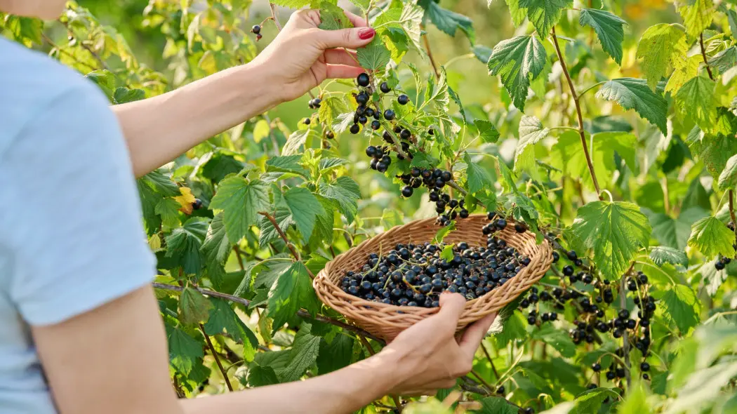 Kobieta z koszykiem zrywająca latem w ogrodzie owoce czarnej porzeczki (Ribes nigrum).