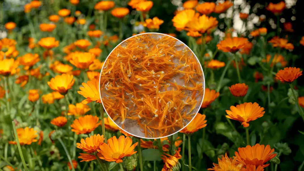Nagietek lekarski (Calendula officinalis) kwitnący w ogrodzie i suszone płatki