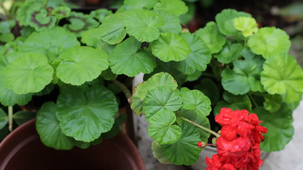 Pelargonie przestają kwitnąć w środku lata