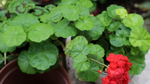 Pelargonie przestają kwitnąć w środku lata? Sprawdź najpierw te 3 rzeczy