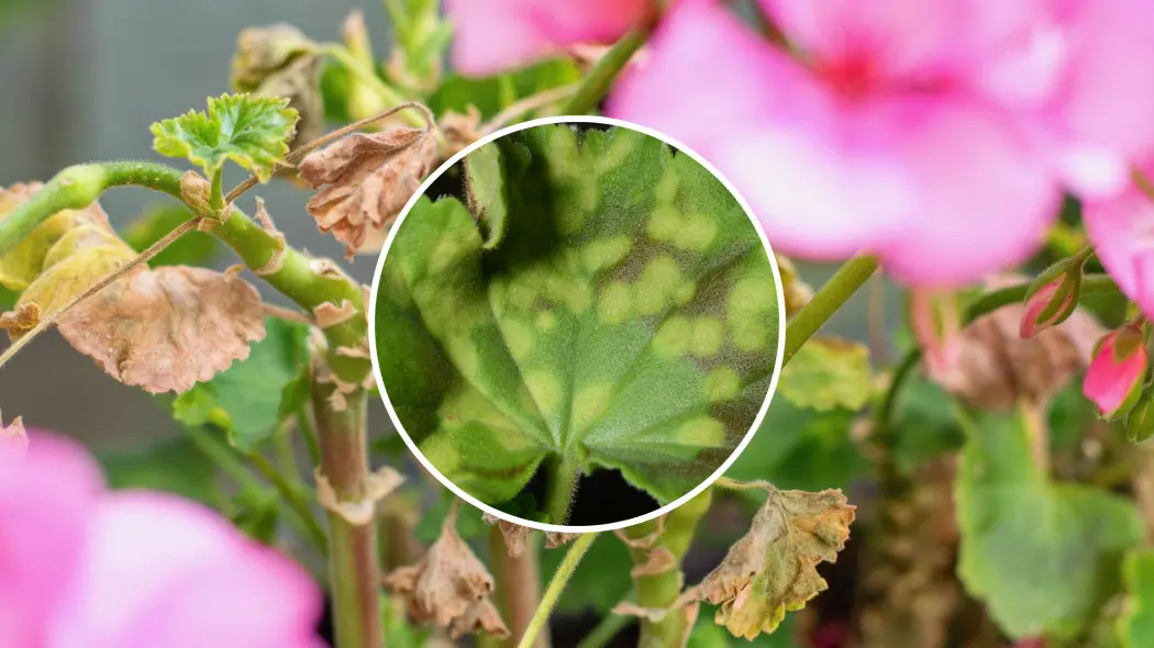 Na liściach pelargonii pojawiły się plamy? To może być groźna choroba – rdza