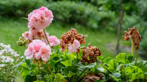 Dlaczego pelargoniom zasychają kwiaty i co z nimi robić?