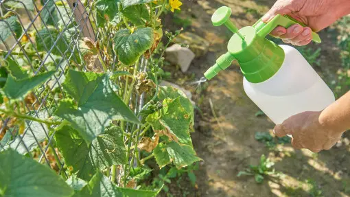 Czym pryskać ogórki na mączniaka rzekomego? Preparaty, dawki i terminy