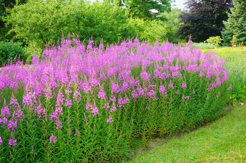 Wierzbówka kiprzyca to jedna z najbardziej wartościowych bylin do naturalistycznych ogrodów