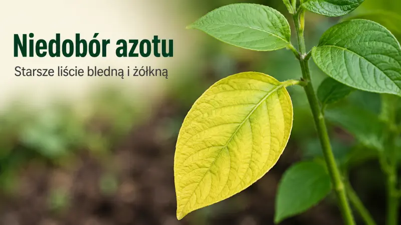 Niedobór azotu – roślina blednie i przestaje rosnąć