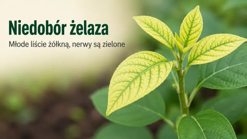 Niedobór żelaza – młode liście żółkną, ale nerwy pozostają zielone