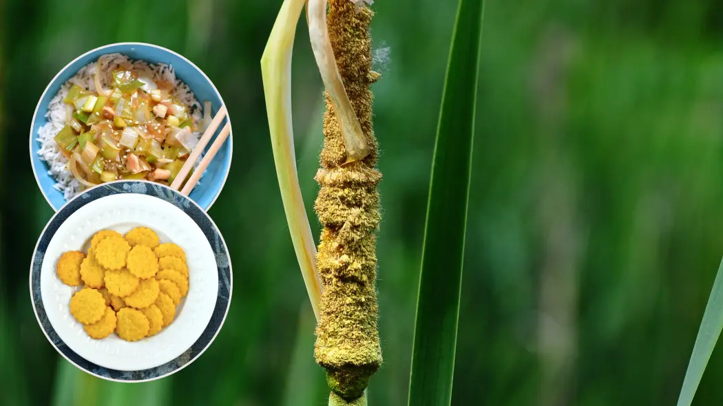 Pałka (Typha) roślina znad wody i dwa dania z pałki. Danie po chińsku i ciasteczka z pyłku pałki