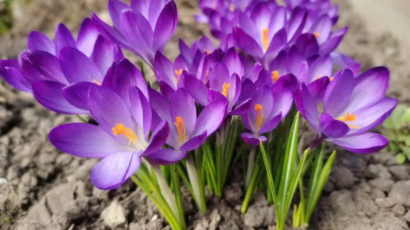 Wiosenne kwiaty cebulowe sadzone jesienią
