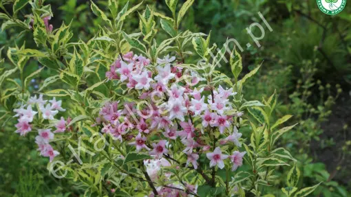 Krzewuszka ‘Nana Variegata’