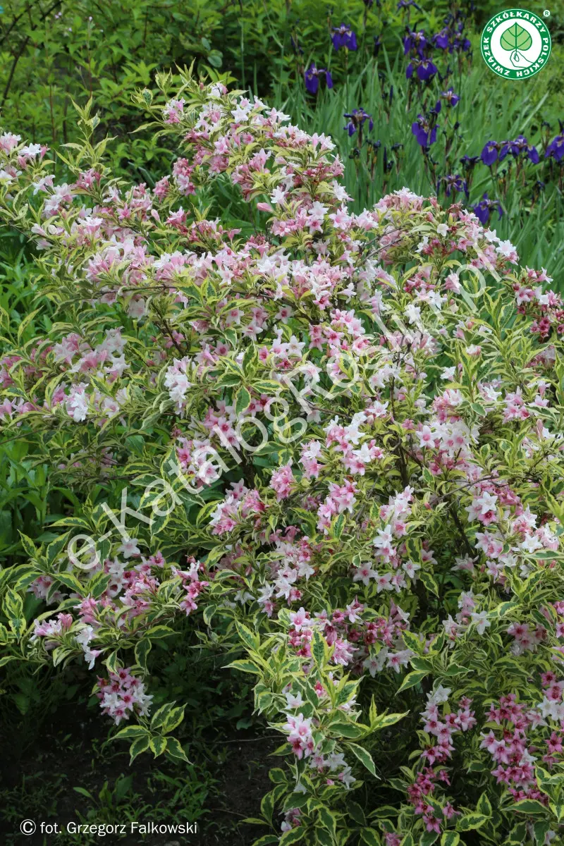 Krzewuszka ‘Nana Variegata’