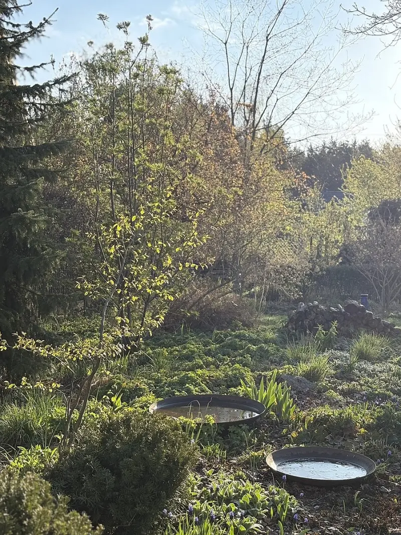 Stosy drewna stają się szczególnie potrzebne w okresie bezlistnym.