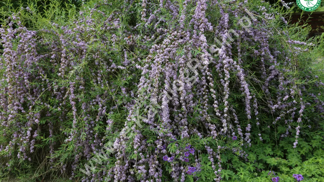 Budleja skrętolistna (Buddleja alternifolia). Kwitnący na różowo krzew latem w ogrodzie